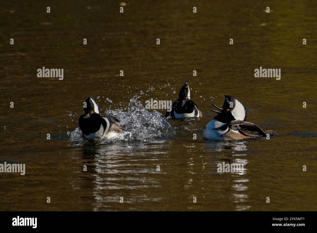 Hooded Merganser a Boise, Idaho Foto Stock