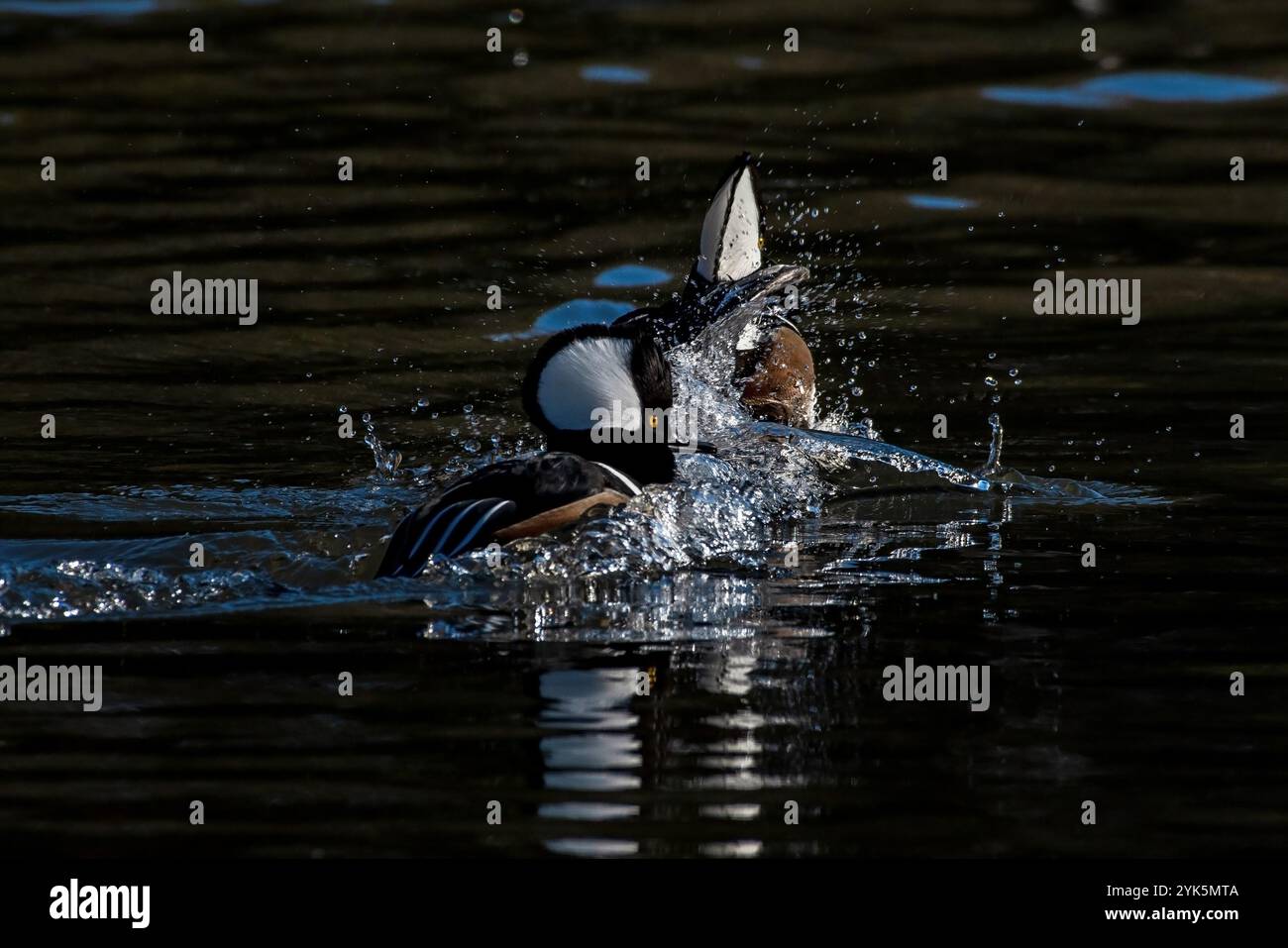 Hooded Merganser a Boise, Idaho Foto Stock