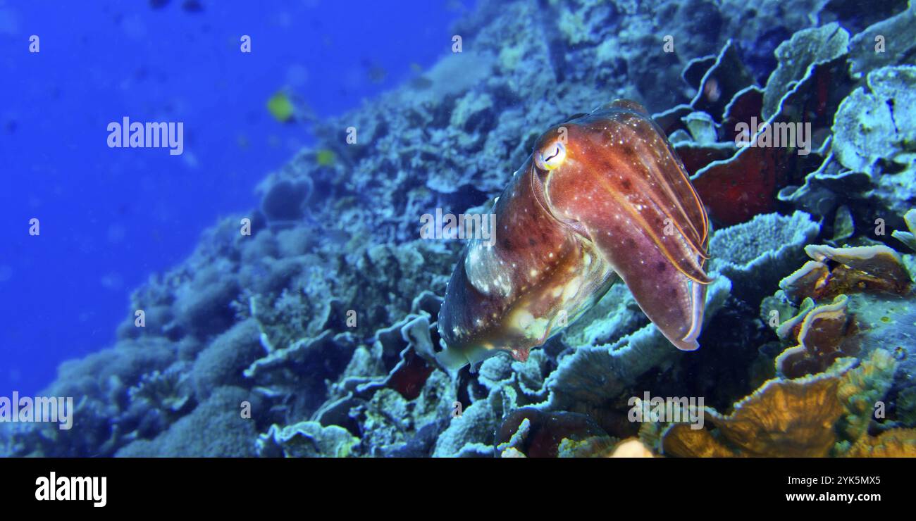 Seppie, Sepia sp., Bunaken National Marine Park, Bunaken, North Sulawesi, Indonesia, Asia Foto Stock