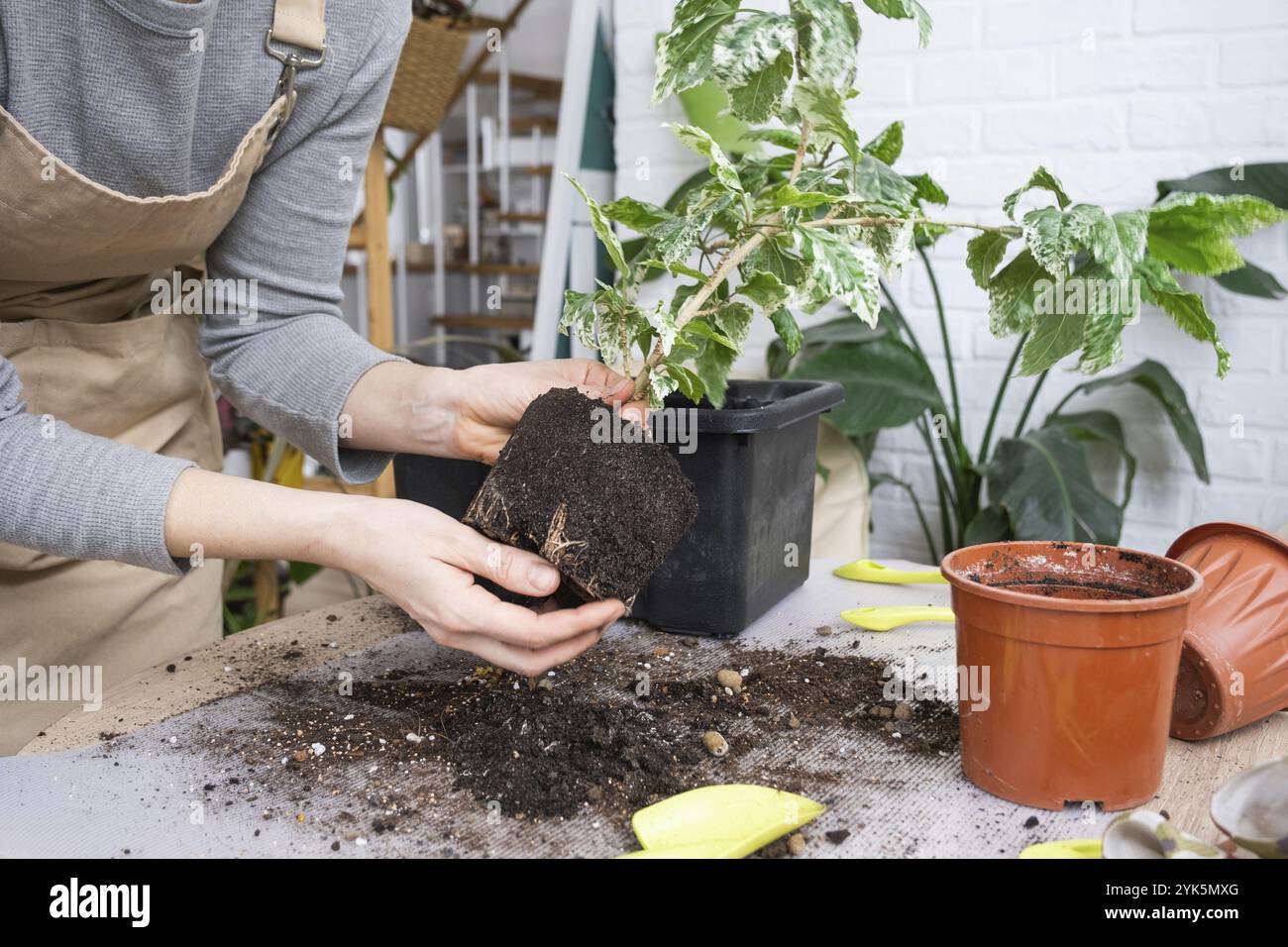 Repellendo una pianta domestica hibiscus variegato in una nuova pentola in interno domestico. Cura per una pianta in vaso, mani primo piano Foto Stock