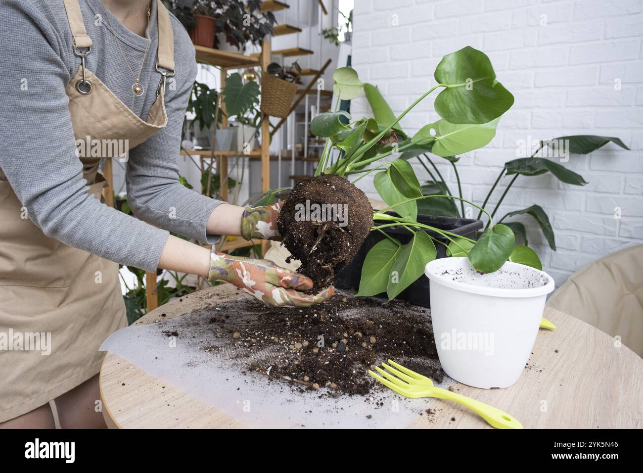 Repellendo una pianta di casa Philodendron Monstera deliziosa in una nuova pentola all'interno della casa. Cura per una pianta in vaso, mani primo piano Foto Stock