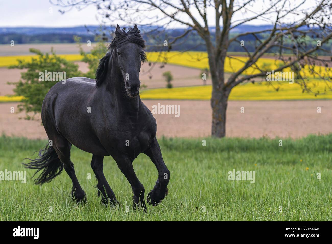 Il cavallo frisone nero corre al galoppo Foto Stock