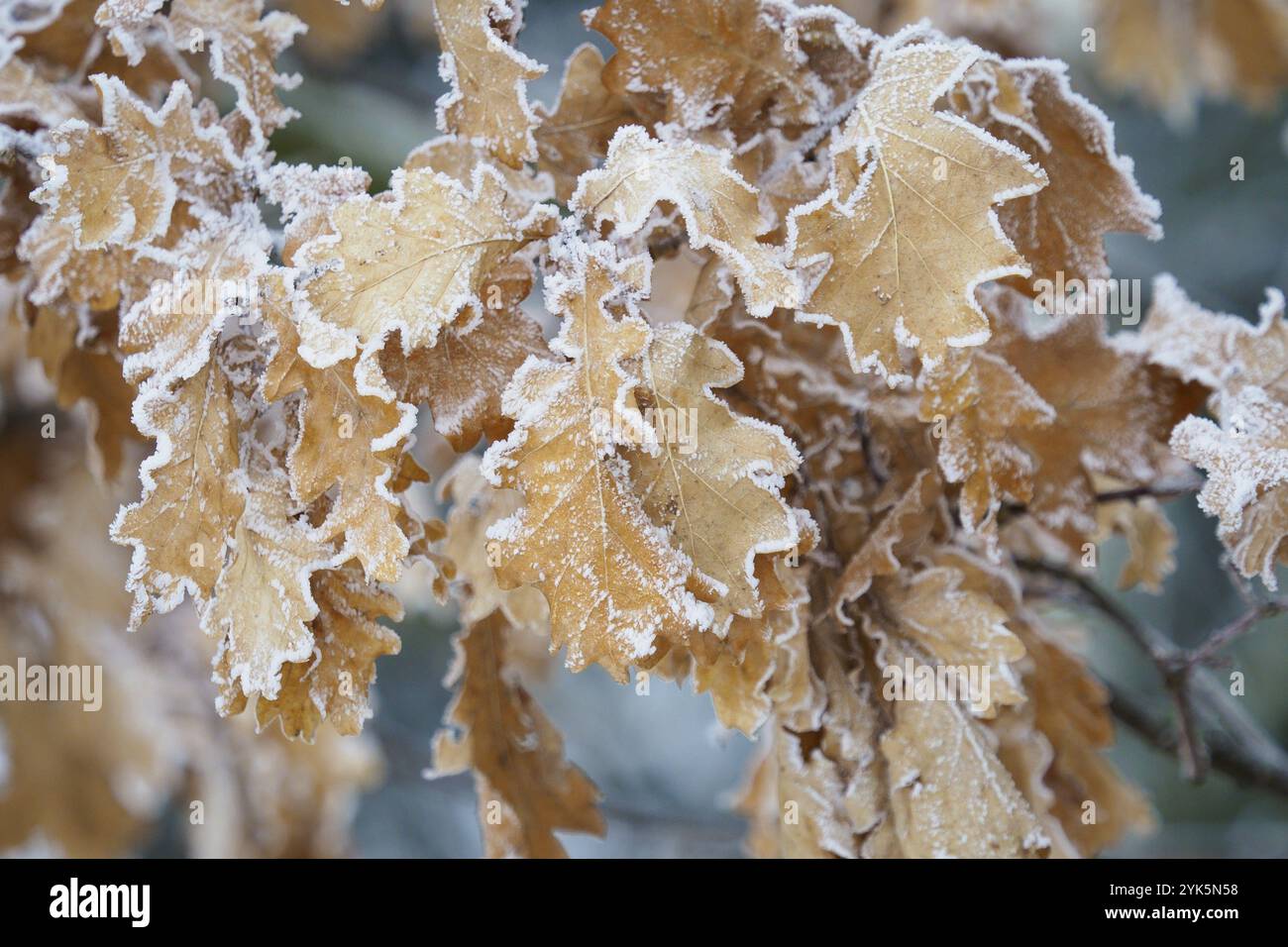 La brina sulle foglie di quercia, inverno nella foresta Foto Stock