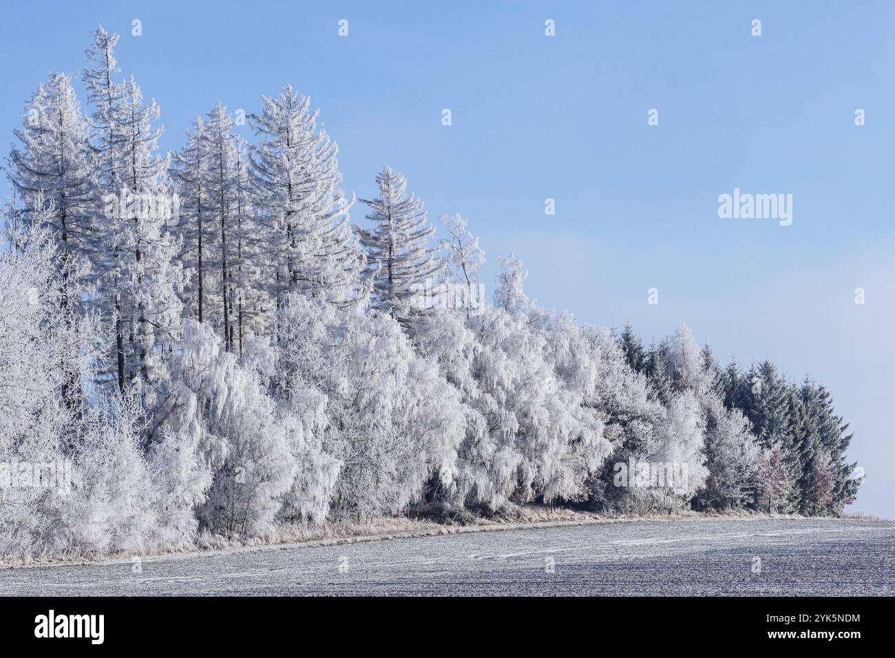 Paesaggio invernale, alberi invernali ricoperti di gelo Foto Stock