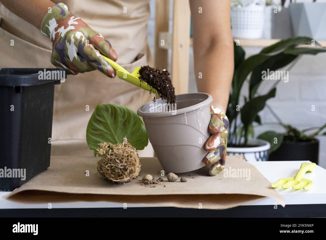 Trapiantare una pianta di casa Philodendron verrucosum in una pentola. Una donna pianta un fusto con radici in un nuovo terreno. Cura per una pianta in vaso, mani vicino Foto Stock