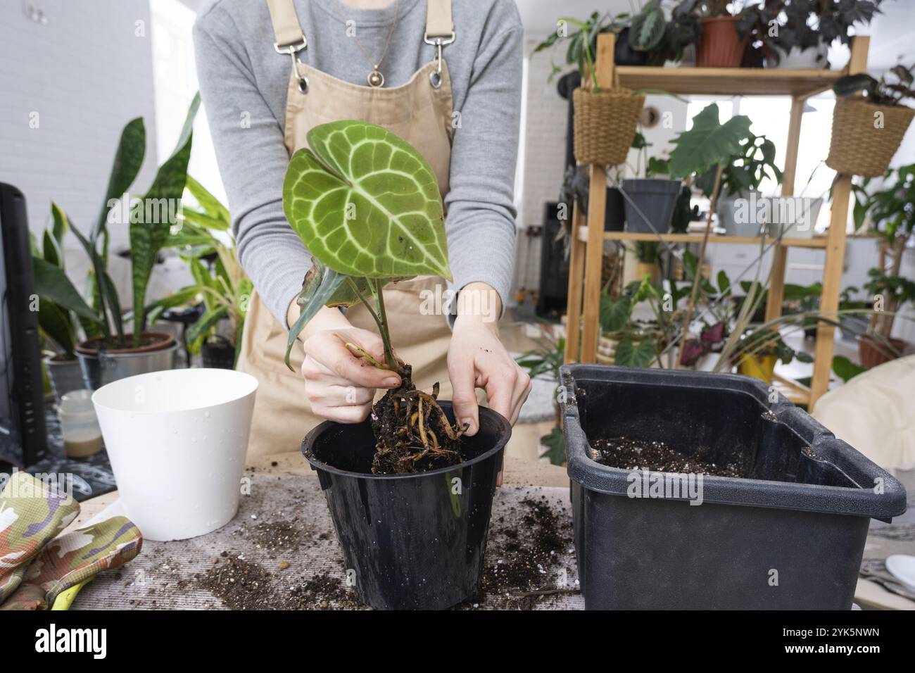 Ripottare una pianta di casa Anthurium clarinervium in una nuova pentola all'interno della casa. Cura per una pianta in vaso, mani primo piano Foto Stock