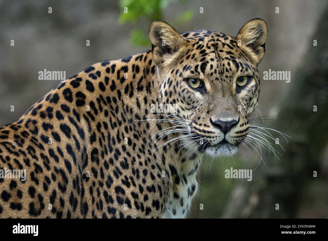 Ceylon leopard, Panthera pardus kotiya, Big spotted cat Foto Stock