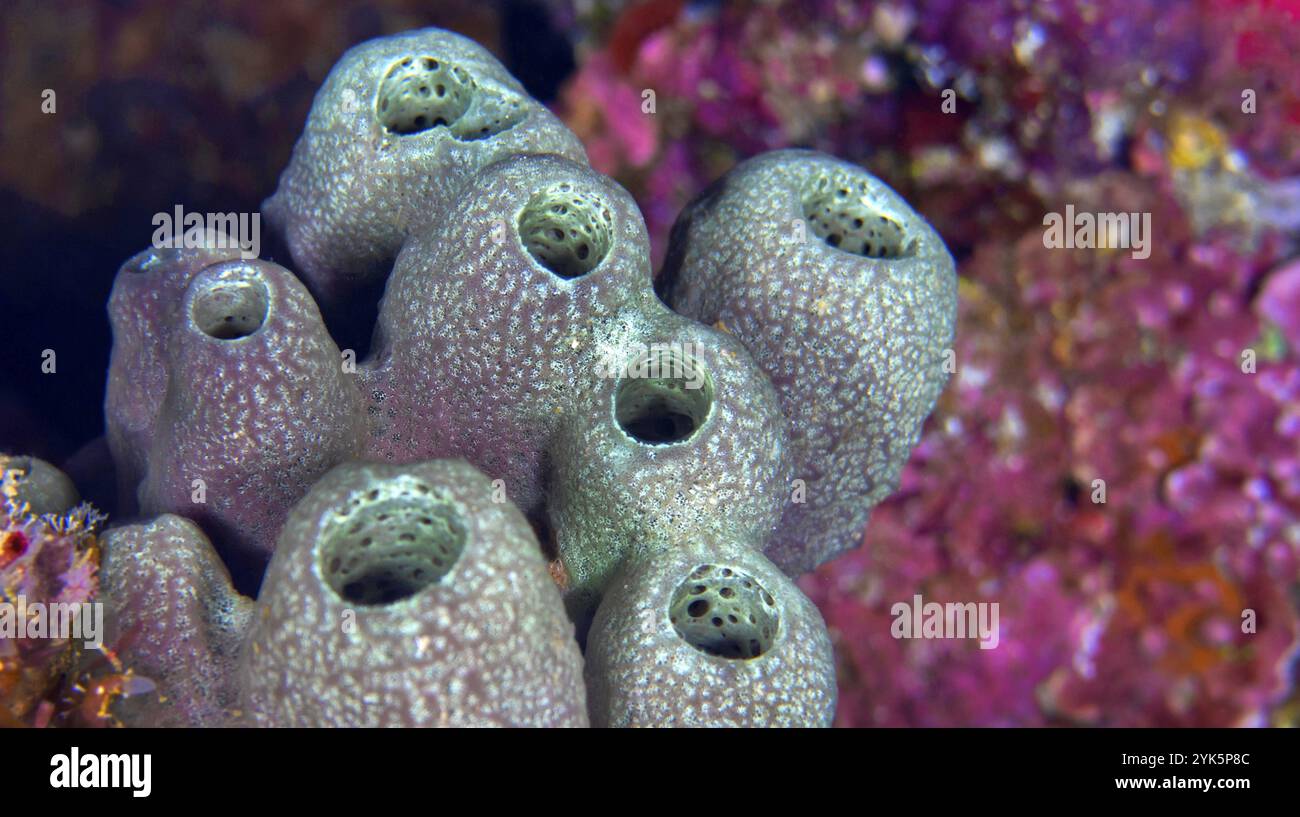 Tube Sponge, Bunaken National Marine Park, Bunaken, Nord Sulawesi, Indonesia, Asia Foto Stock