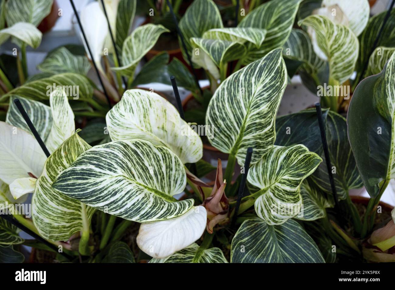 Molte pentole del filodendron Birkin delle piante domestiche sullo scaffale del negozio di fiori. Assortimento magazzino, consegna impianto. Comprare una pianta in vaso per casa Foto Stock