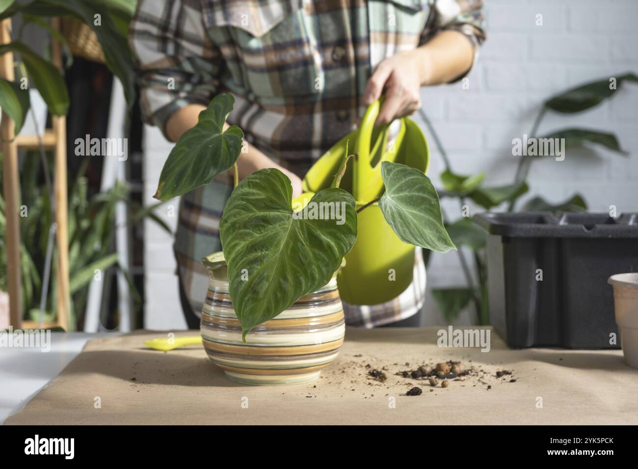 Trapiantando una pianta di casa Philodendron verrucosum in un nuovo vaso più grande in casa interna. Cura per una pianta in vaso, mani primo piano Foto Stock