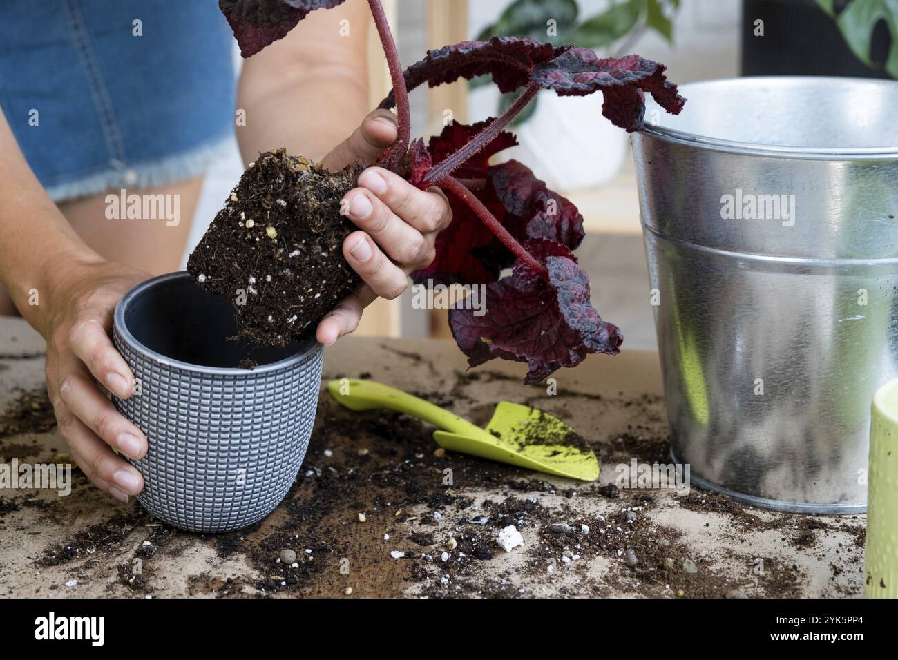 Trapianto di una pianta casa Begonia in una pentola. Una donna pianta un grumo di terra del gambo con le radici in un terreno nuovo. Cura per una pianta in vaso, mani primo piano Foto Stock
