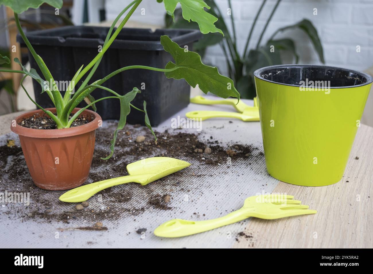 Repellendo una pianta di casa Philodendron Shangri-la in una nuova pentola in casa interno. Cura per una pianta in vaso, mani primo piano Foto Stock