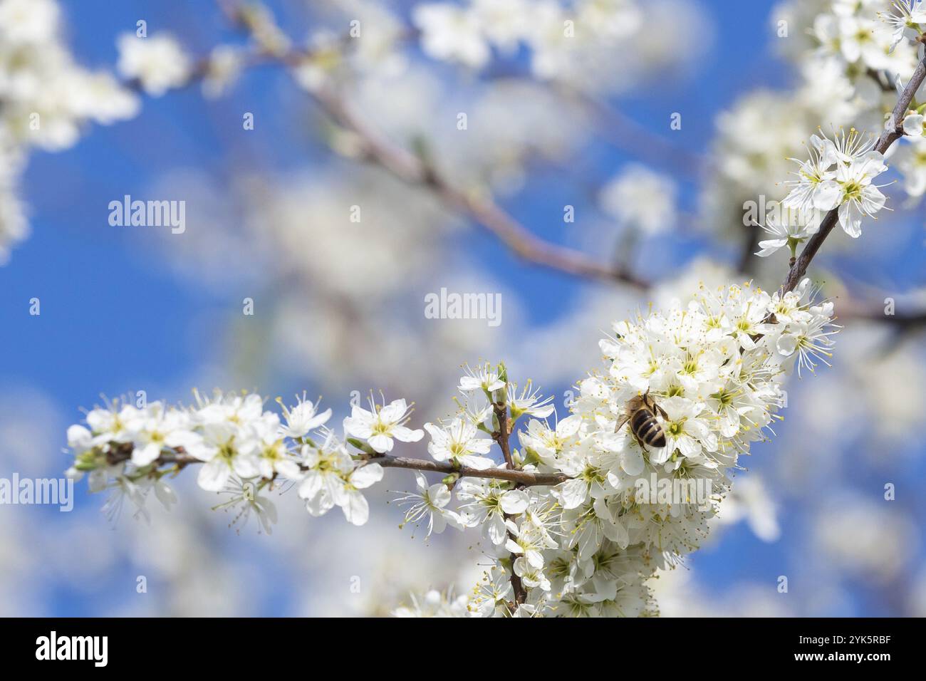 Api mellifere che raccolgono polline dai fiori. Natura primaverile. L'ape raccoglie il nettare dai fiori bianchi Foto Stock