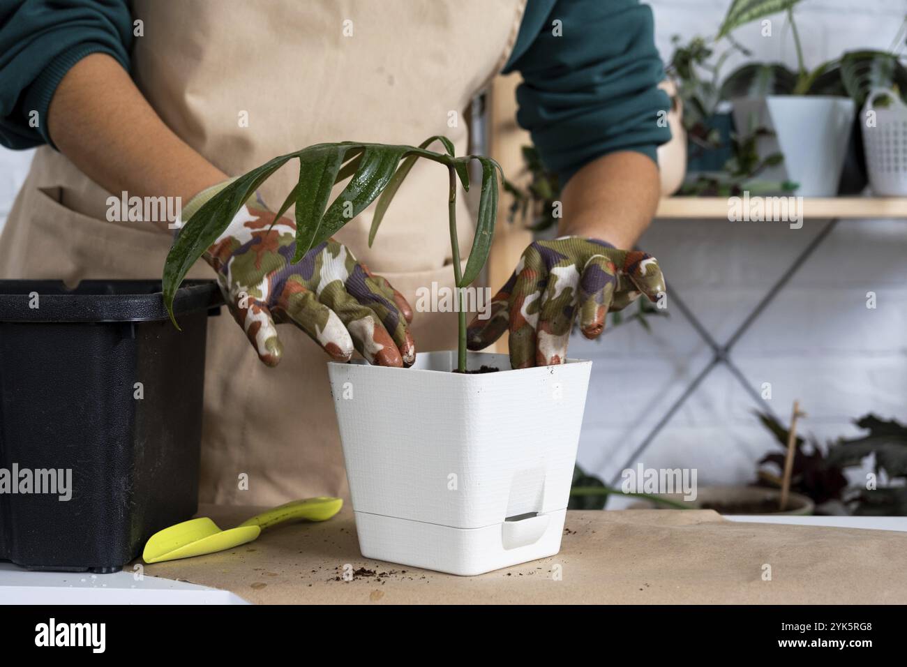 Trapiantare un Philodendron pianta casa in una nuova pentola. Una donna pianta un fusto con radici in un nuovo terreno. Cura e riproduzione di una pianta in vaso, h Foto Stock