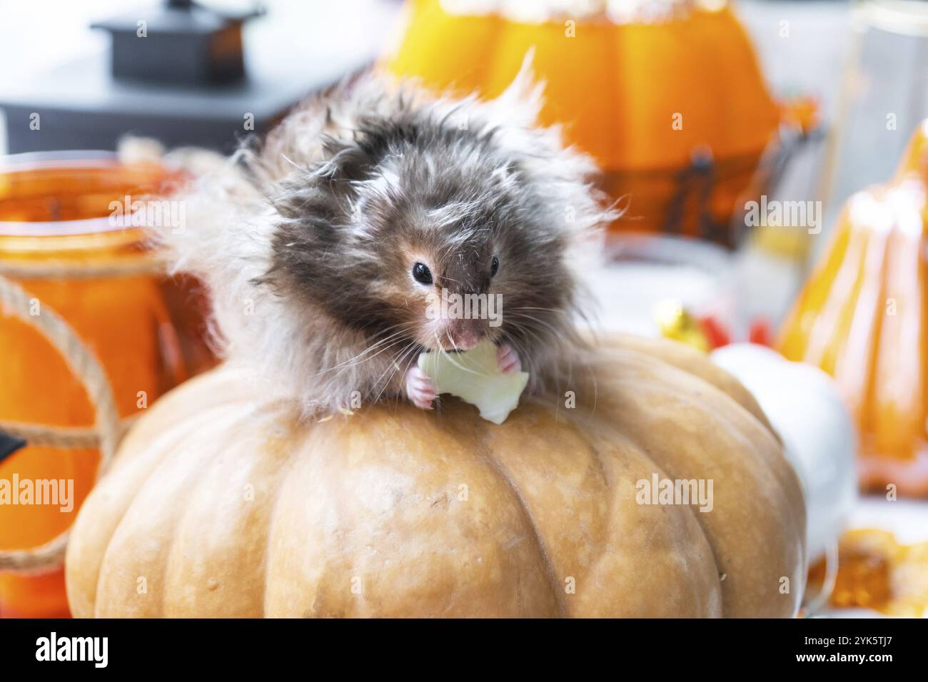Un divertente criceto soffice e argilloso si siede su una zucca e mastica una foglia in un arredamento di Halloween tra ghirlande, lanterne e candele. Festival del raccolto Foto Stock