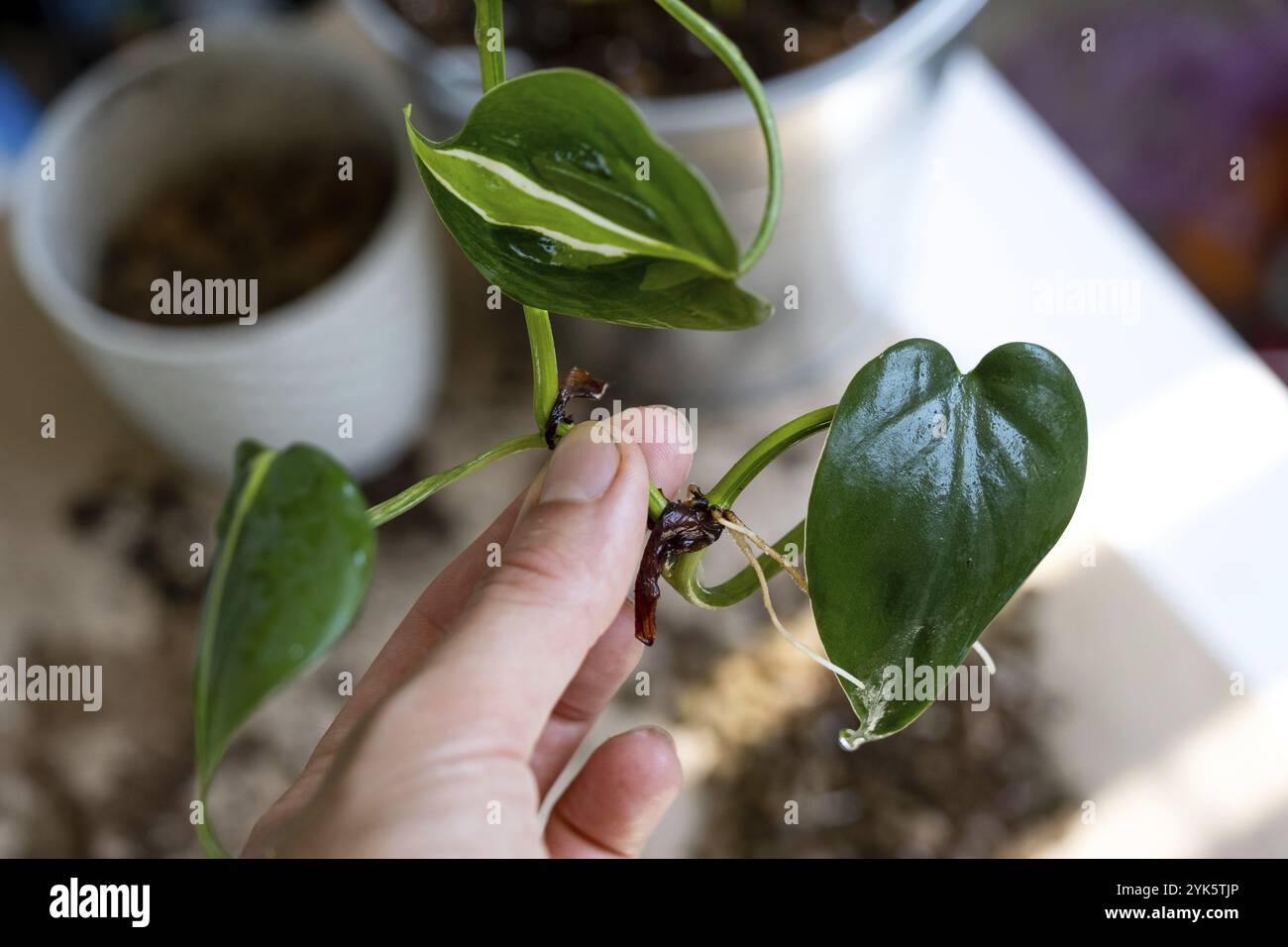 Il fusto di una pianta domestica con radici per la riproduzione e la piantagione con una pentola con terreno. Hobby e cura di piante in vaso, allevamento, taglio Foto Stock
