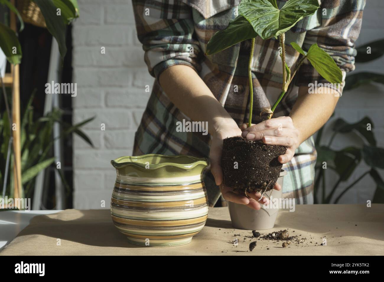 Trapiantando una pianta di casa Philodendron verrucosum in un nuovo vaso più grande in casa interna. Cura per una pianta in vaso, mani primo piano Foto Stock