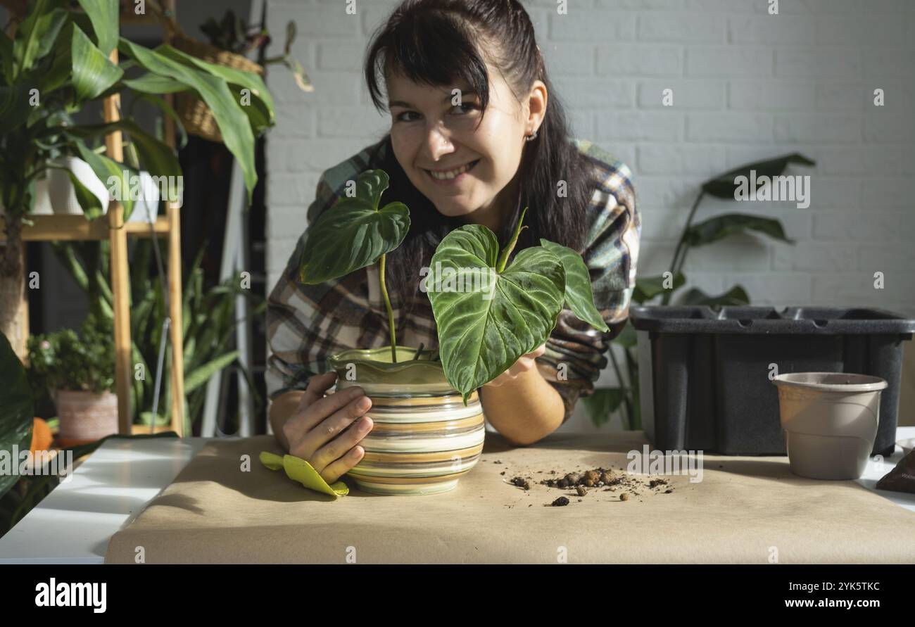 Trapiantando una pianta di casa Philodendron verrucosum in un nuovo vaso più grande in casa interna. Cura per una pianta in vaso, mani primo piano Foto Stock