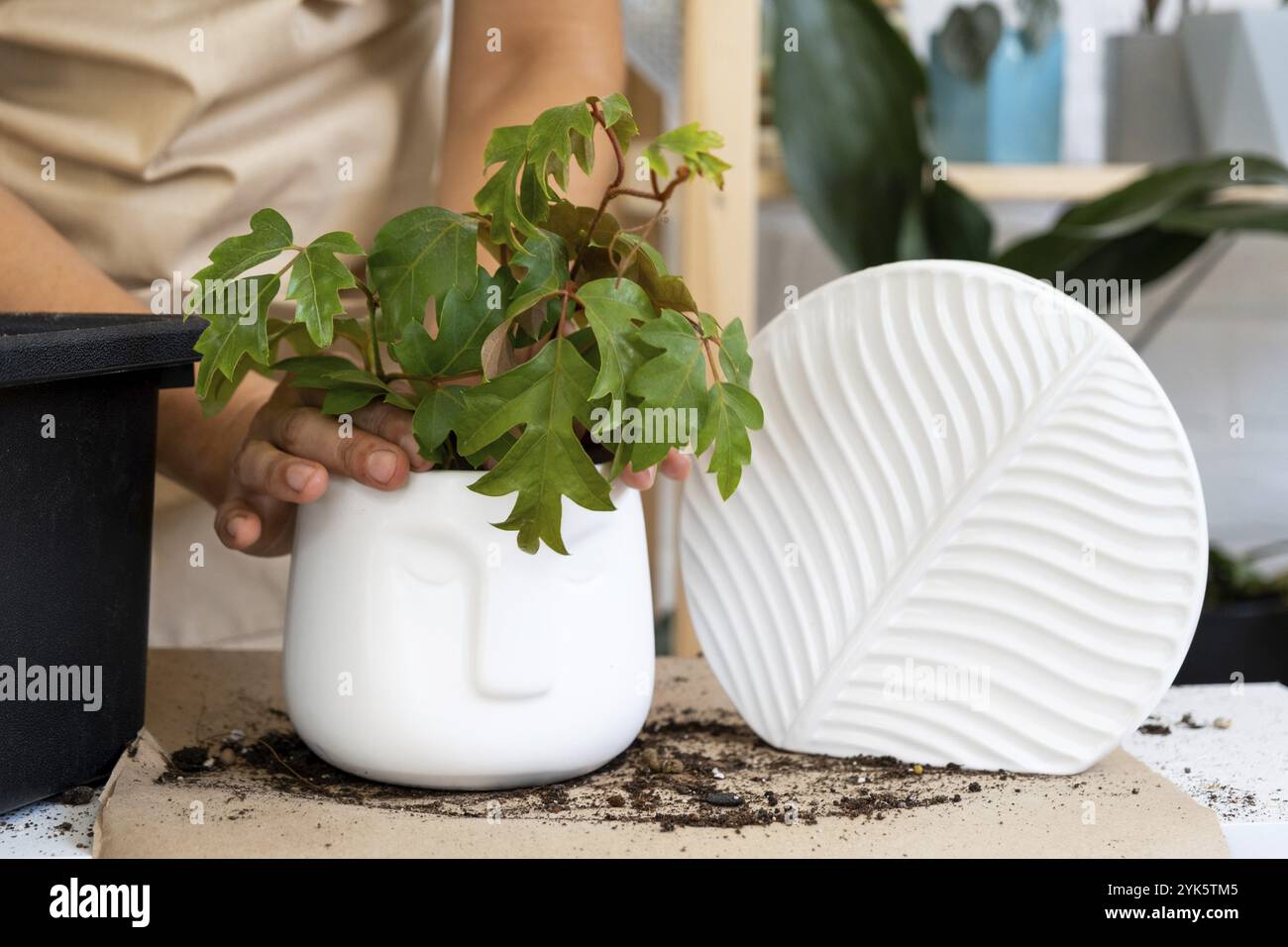 Trapiantando una pianta domestica in una pentola nuova. Reimpianto filodendro, piante esotiche, cura e riproduzione di una pianta in vaso, mani primo piano Foto Stock
