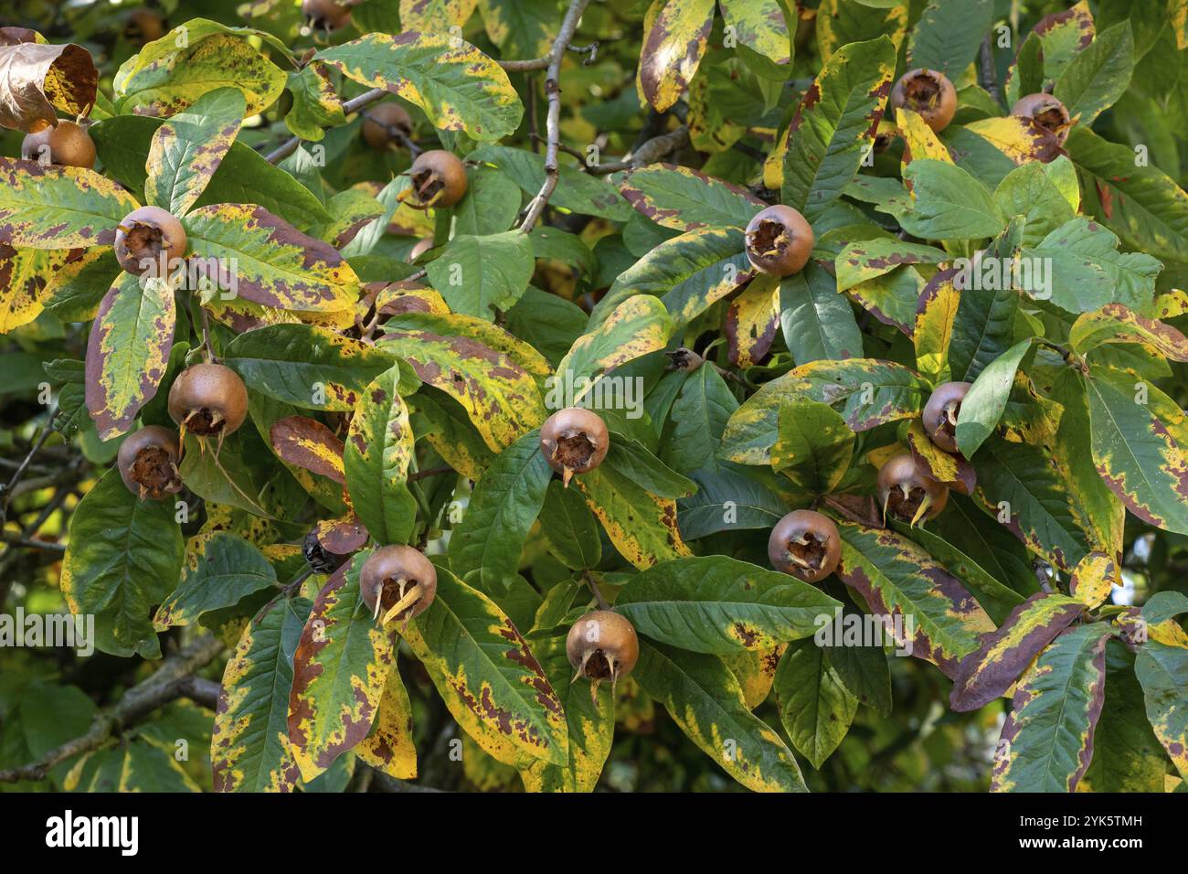 Nespilus germanica di nespilus su un ramo Foto Stock