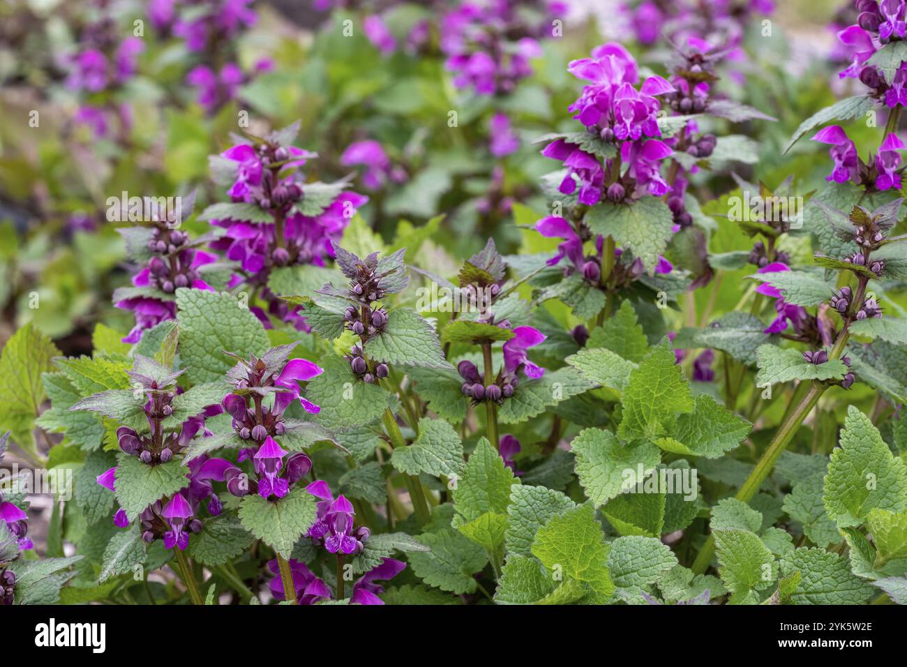Fiori rosa di maculatum maculatum maculatum maculatum macchiato di ortica morta. Piante medicinali in giardino Foto Stock