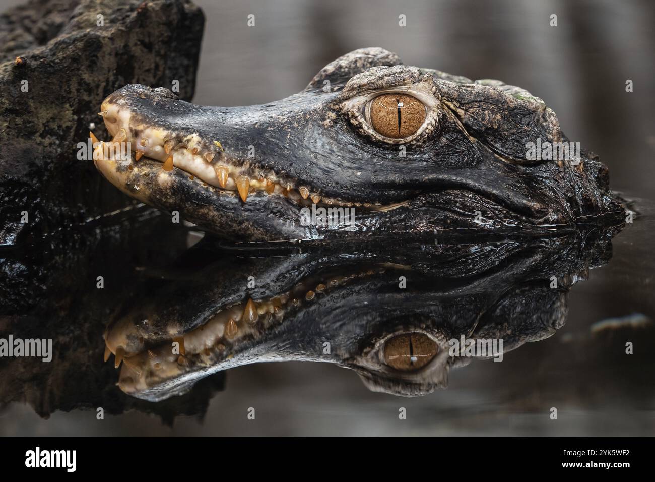 Testa di coccodrillo (Paleosuchus palpebrosus). Nano Caiman Foto Stock