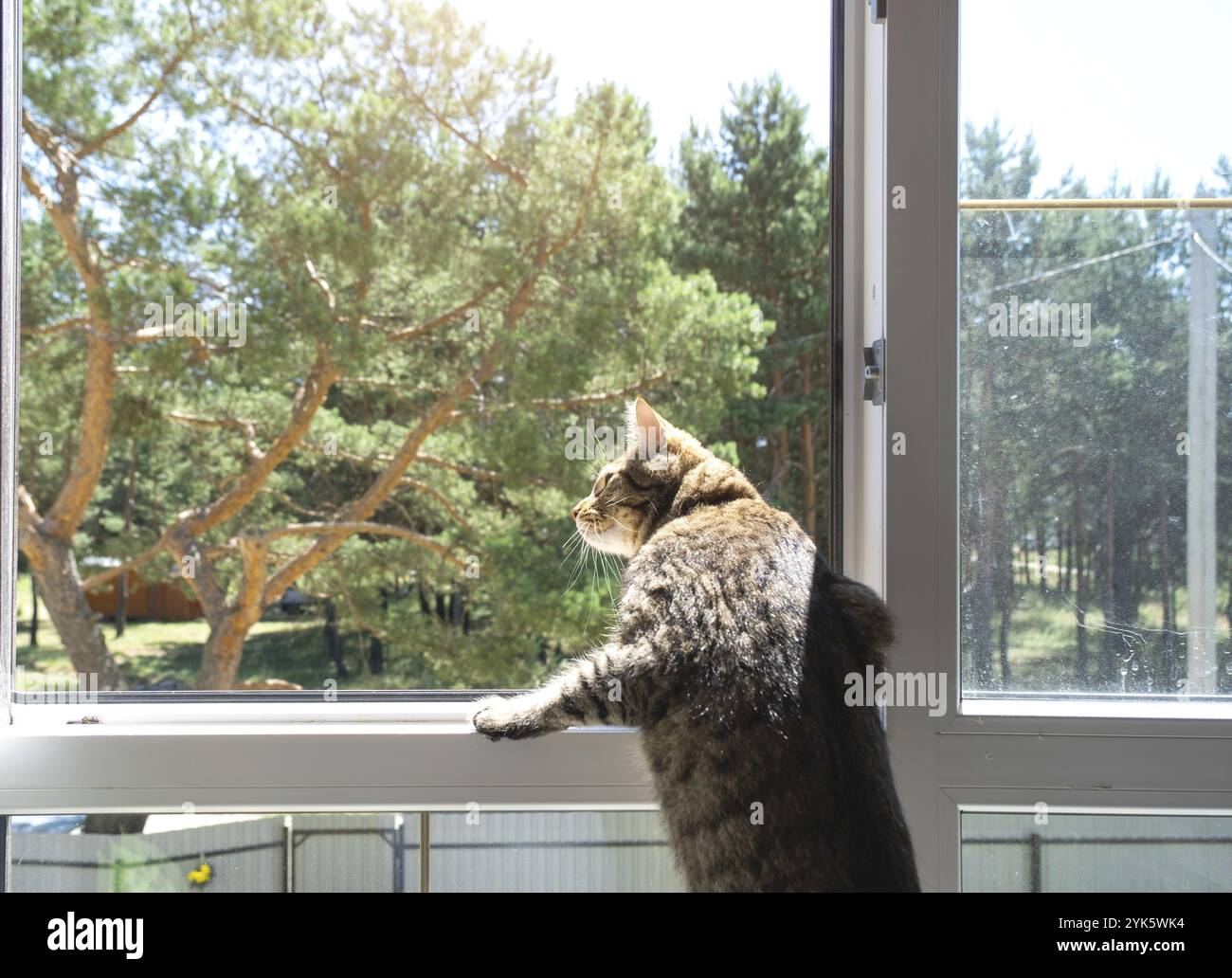 Un gatto domestico guarda la strada dalla finestra della casa. Camminare e aria fresca per l'animale domestico, protezione dalle zecche, pulci Foto Stock