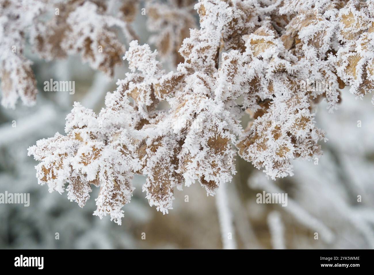 La brina sulle foglie di quercia, inverno nella foresta Foto Stock
