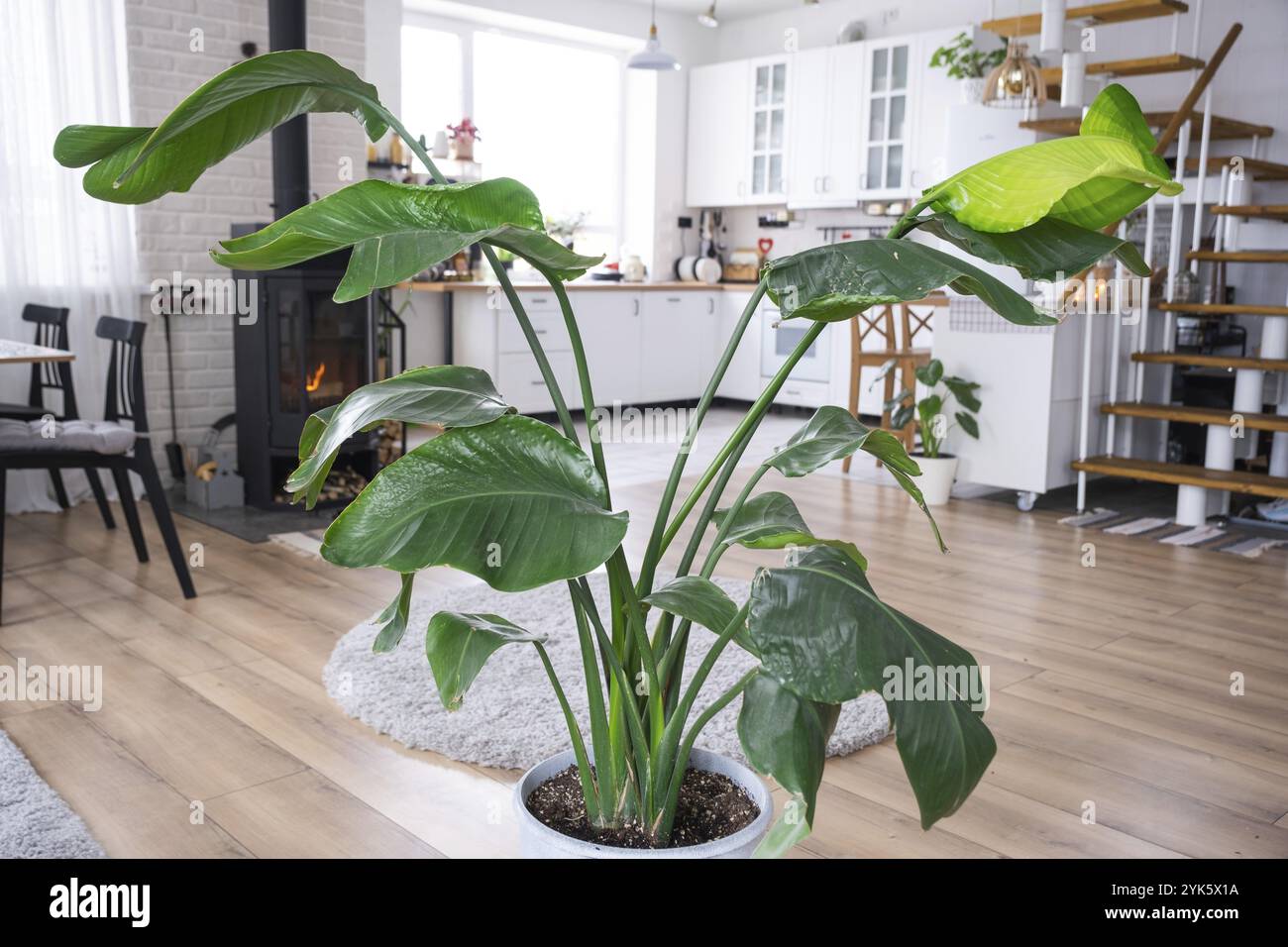 Strelitzia nicolai primo piano all'interno dello stand. Casa di pianta crescente e cura per la pianta interna, casa verde in stile loft scandinavo con m Foto Stock