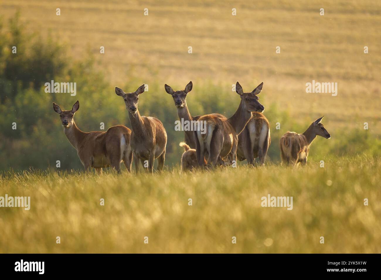 Cervus elaphus. Gruppo di cervi europei o comuni e vitelli piccoli al tramonto Foto Stock