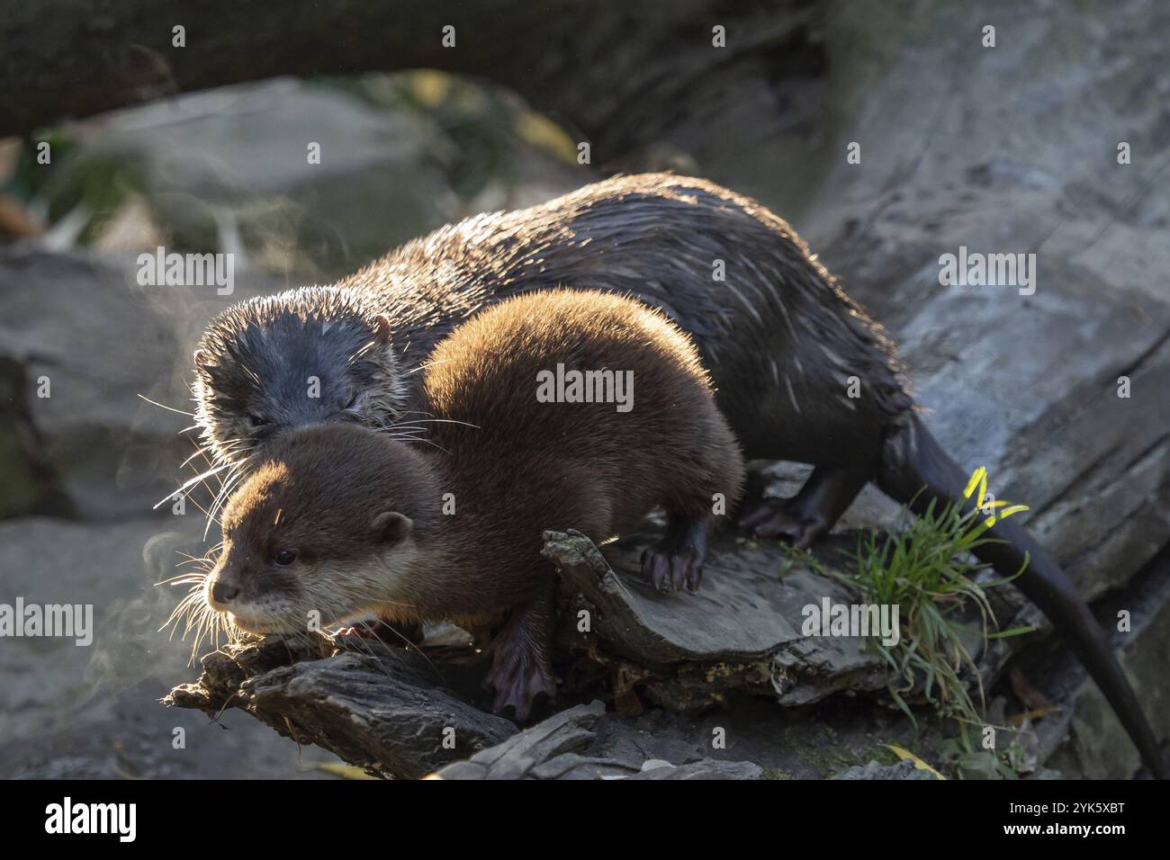 Giovane lontra asiatica (Amblonyx cinerea) conosciuta anche come lontra orientale. Questa è la specie di lontra più piccola del mondo Foto Stock