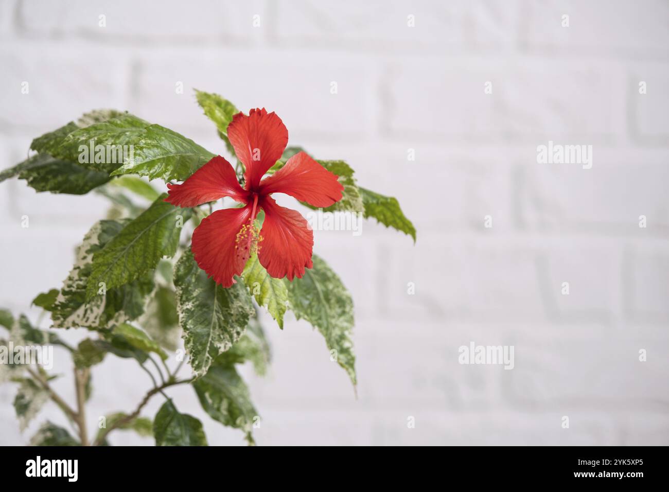 Fiore varietale di ibisco rosso con foglie variegate in una piantatrice di vimini all'interno contro una parete di mattoni bianchi. Piante di casa crescenti in una pentola a g Foto Stock Fiore varietale di ibisco rosso con foglie variegate in una piantatrice di vimini all'interno contro una parete di mattoni bianchi. Piante di casa crescenti in una pentola a g Foto Stock