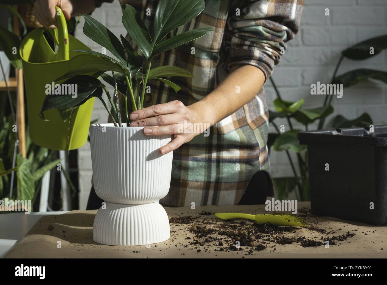 Repellendo una pianta di casa Philodendron Dragon Tail in una nuova pentola all'interno della casa. Cura per una pianta in vaso, mani primo piano Foto Stock