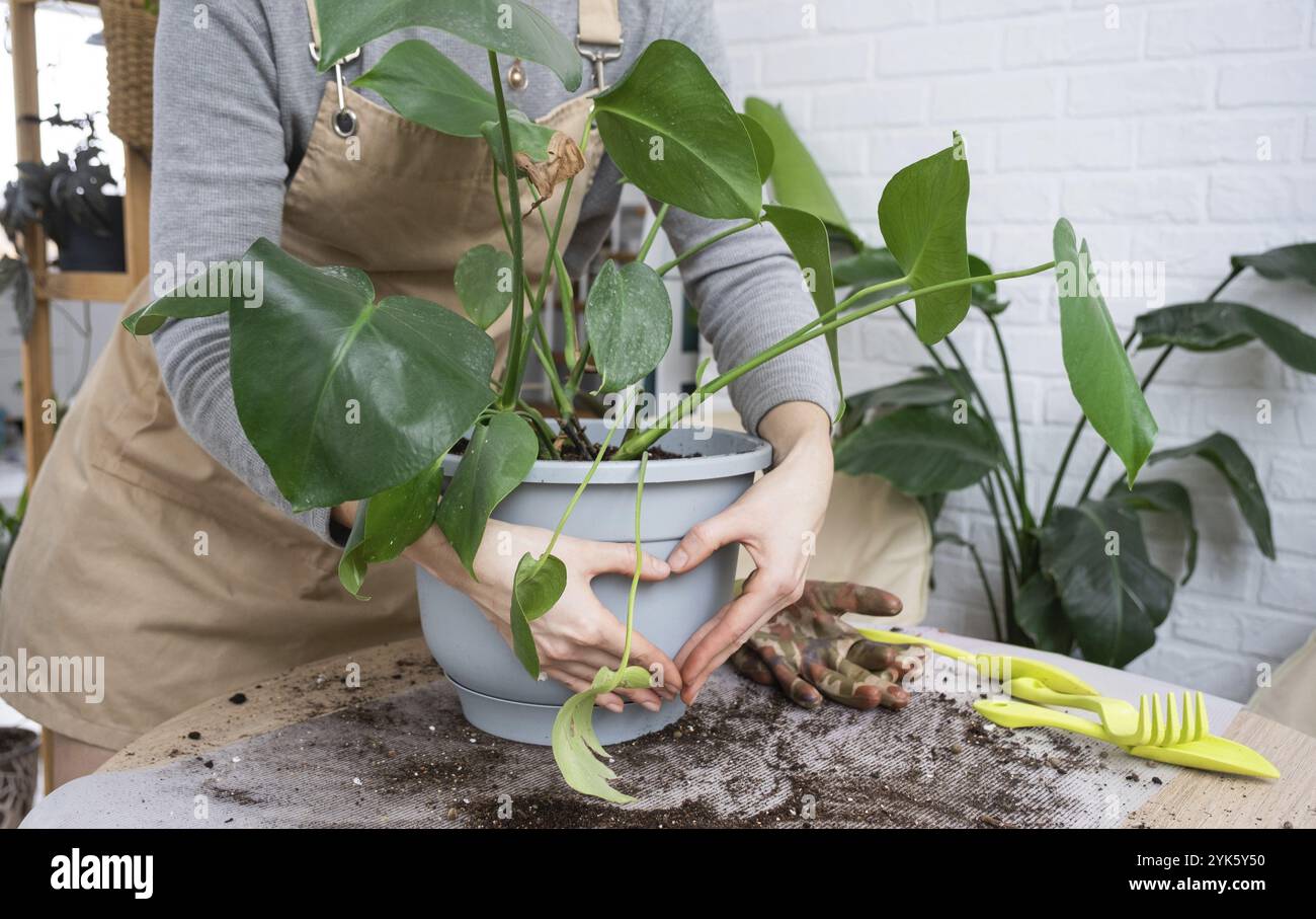 Repellendo una pianta di casa Philodendron Monstera deliziosa in una nuova pentola all'interno della casa. Cura per una pianta in vaso, mani primo piano Foto Stock