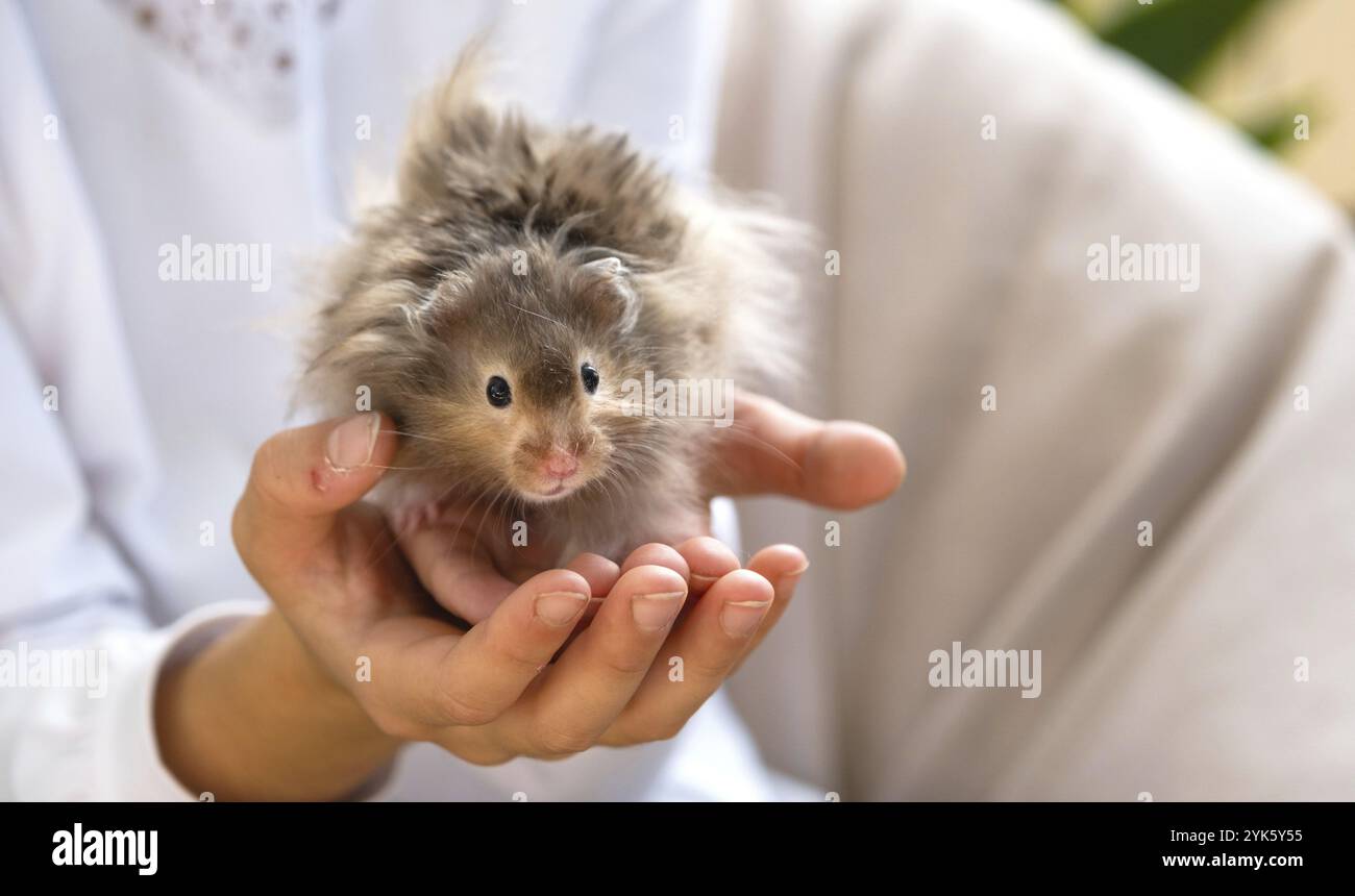 Divertente morbido curioso criceto siriano seduto tra le braccia di un bambino. Animali domestici domati, manuale, . Primo piano, copia spazio Foto Stock