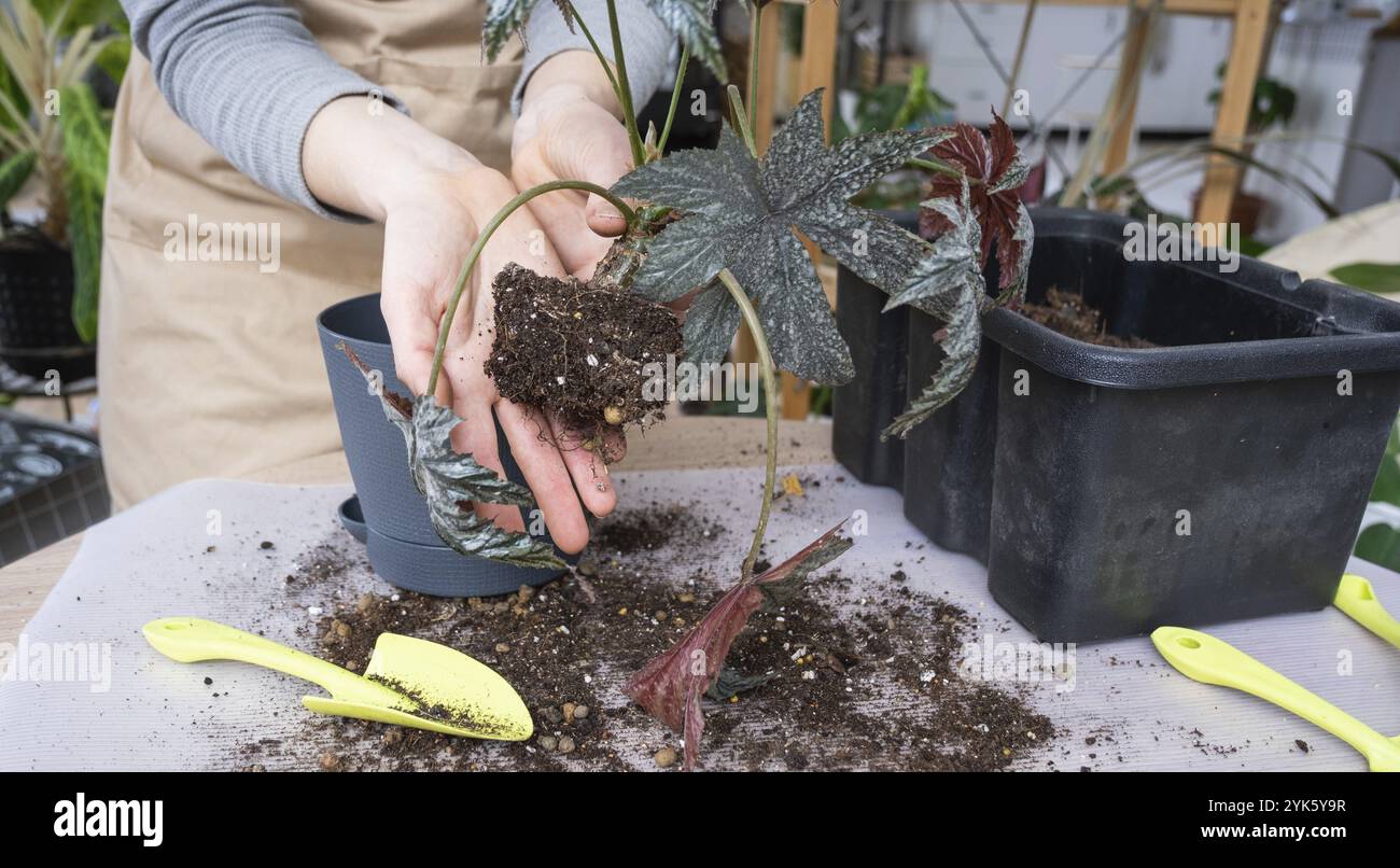 Trapianto di una pianta casa Begonia Gryphon in una nuova pentola. Una donna pianta un fusto con radici in un nuovo terreno. Cura per una pianta in vaso, mani primo piano Foto Stock