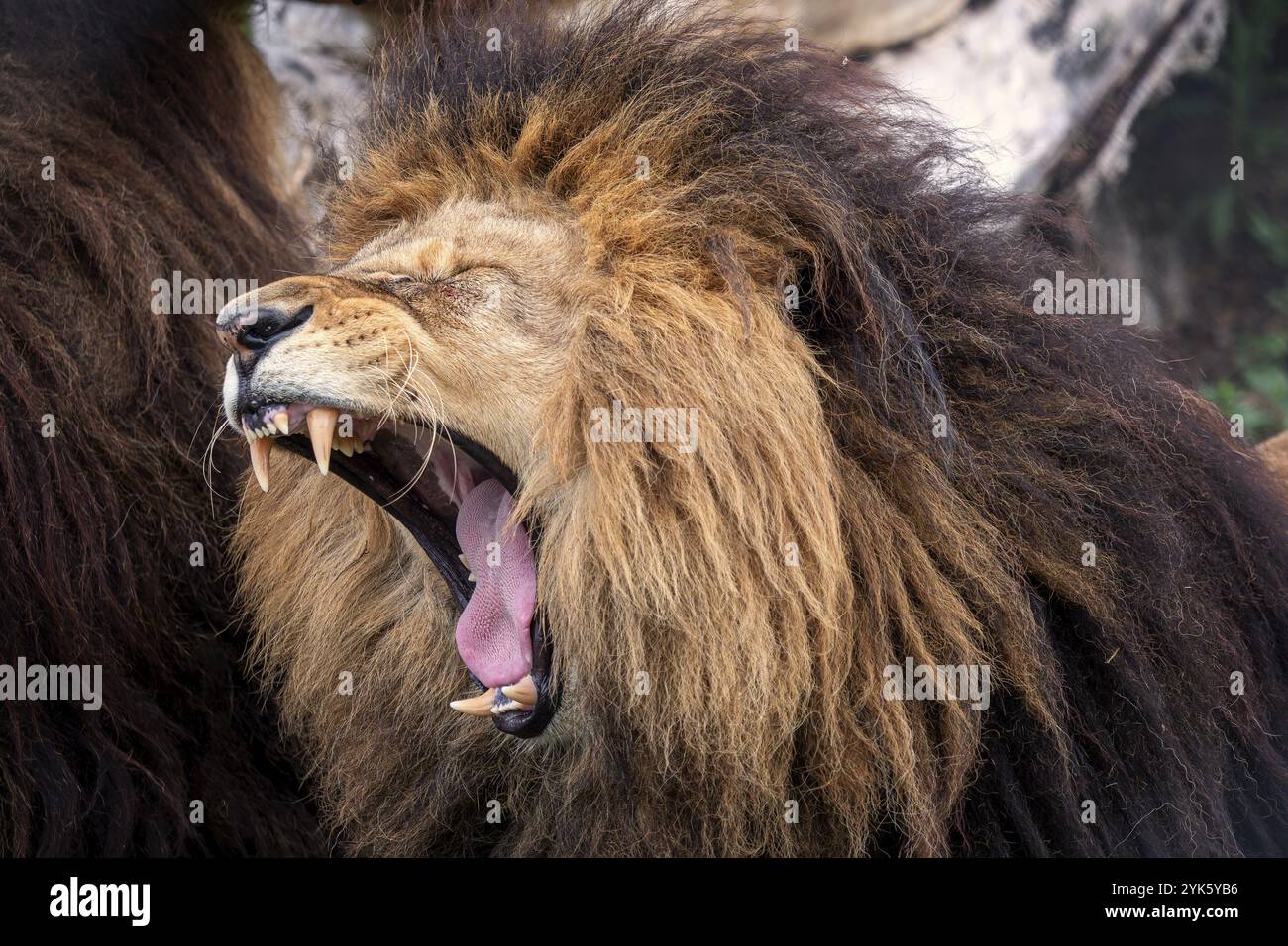 Leone sbadiglio con denti molto affilati Foto Stock
