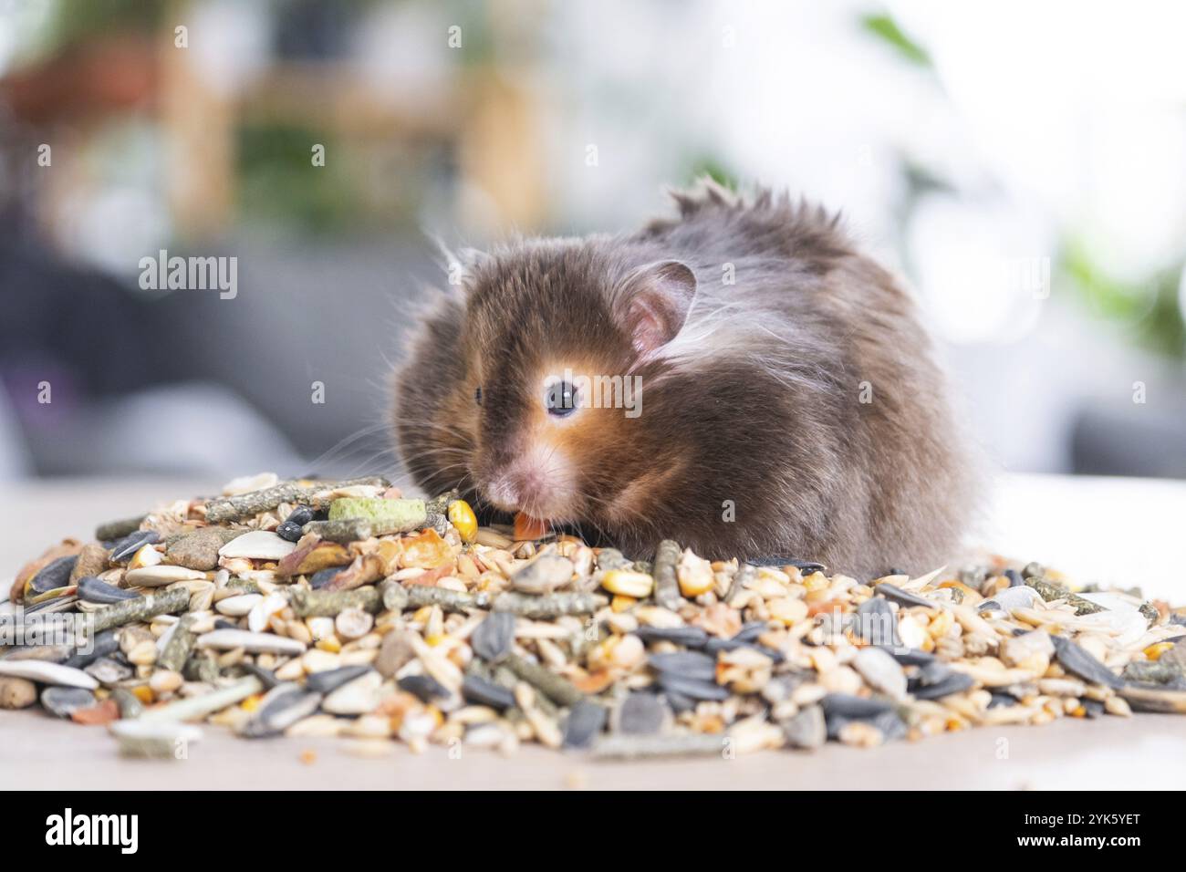 Divertente e soffice criceto siriano si siede su una manciata di semi e mangia e riempie le guance di brodo. Cibo per roditori per animali domestici, vitamine. Primo piano Foto Stock