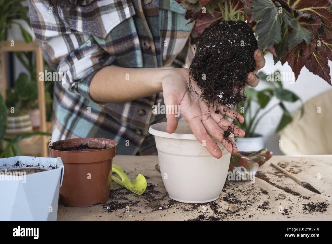 Trapianto di una pianta casa Begonia in una pentola con una faccia. Una donna pianta un fusto con radici in un nuovo terreno. Cura per una pianta in vaso, mani primo piano Foto Stock