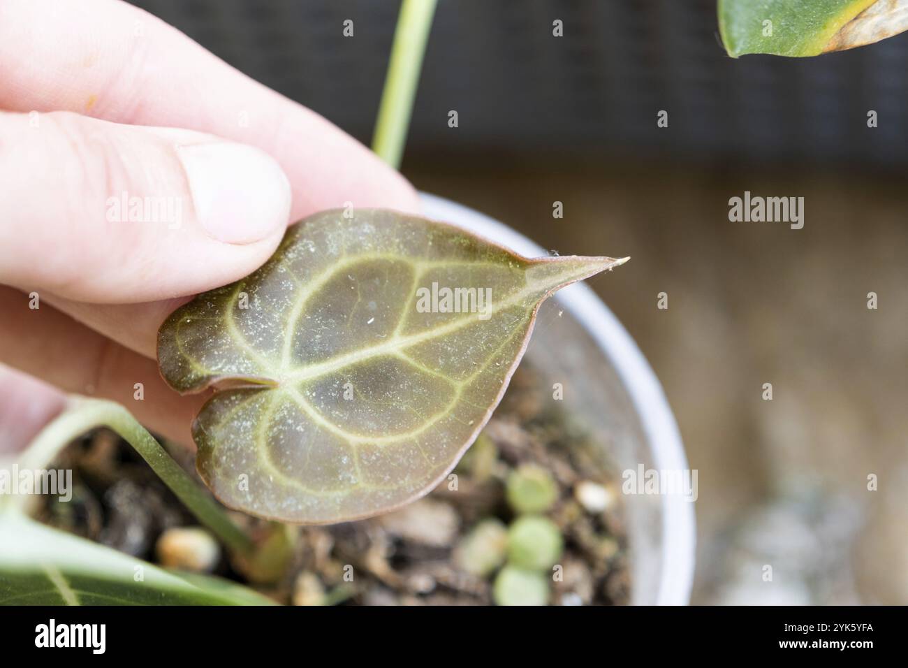 Foglie di casa pianta affetta da un acaro ragno, piccoli insetti, problemi nella coltivazione di piante domestiche. Trattamento delle piante e di parassiti e funghi contro Foto Stock