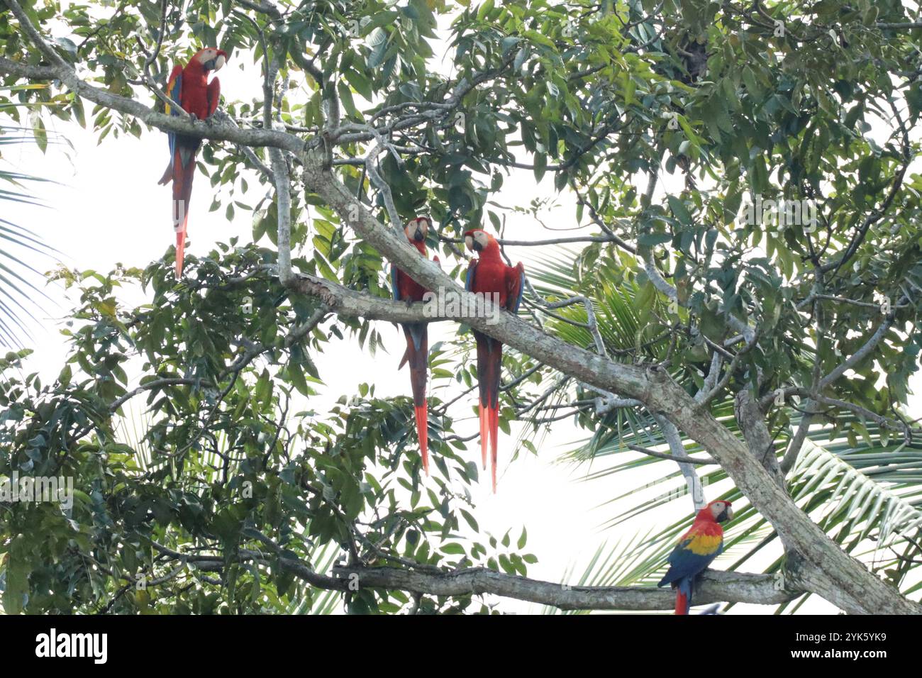 Famiglia Macaw in un albero Foto Stock