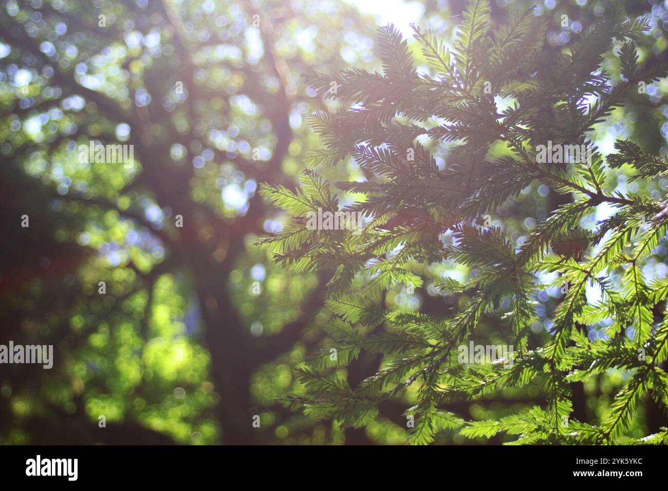 Albero Bloom Foto Stock