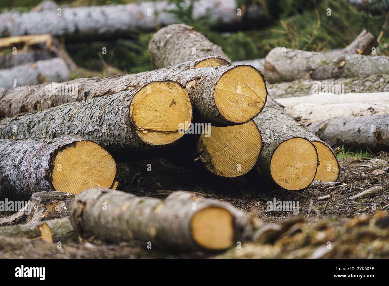 Un mucchio di legno. Una vista di enormi quantità di registri Foto Stock