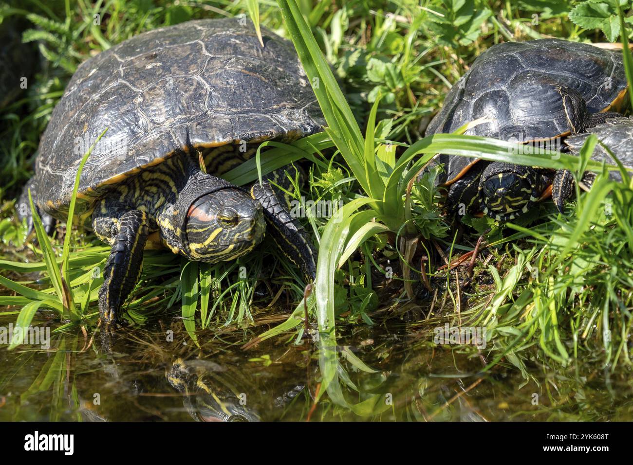 Tartarughe distese sull'erba. Gruppo di pattini con orecchie rosse (Trachemys scripta elegans) nello stagno Foto Stock