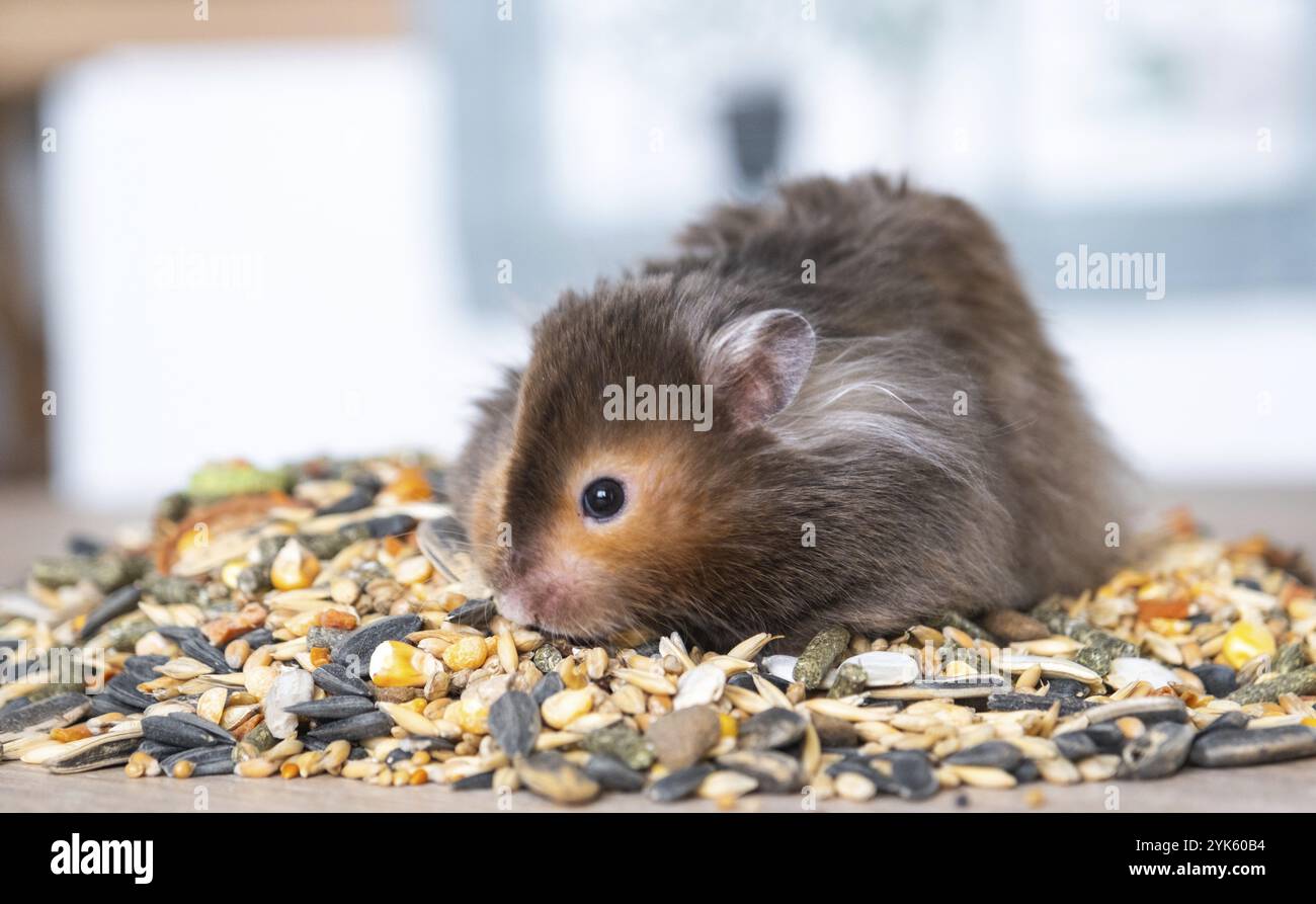 Divertente e soffice criceto siriano si siede su una manciata di semi e mangia e riempie le guance di brodo. Cibo per roditori per animali domestici, vitamine. Primo piano Foto Stock