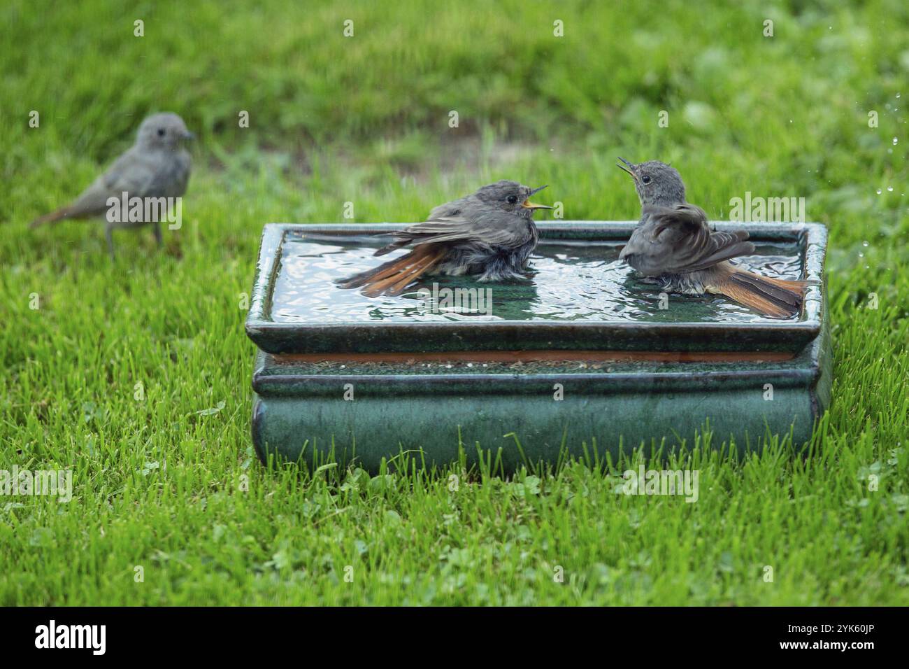 Redstart tre uccelli con becco aperto in piedi e accanto alla pentola con acqua in erba verde che bagna diverse viste Foto Stock