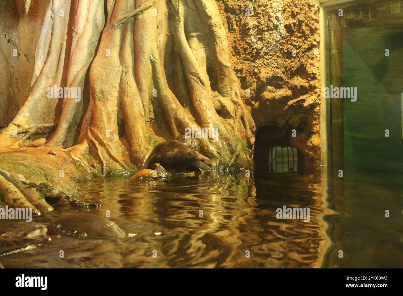 Lutra cinerea, Aonyx cinereus o Amblonyx cinereus in acqua vicino a un albero. Foto Stock