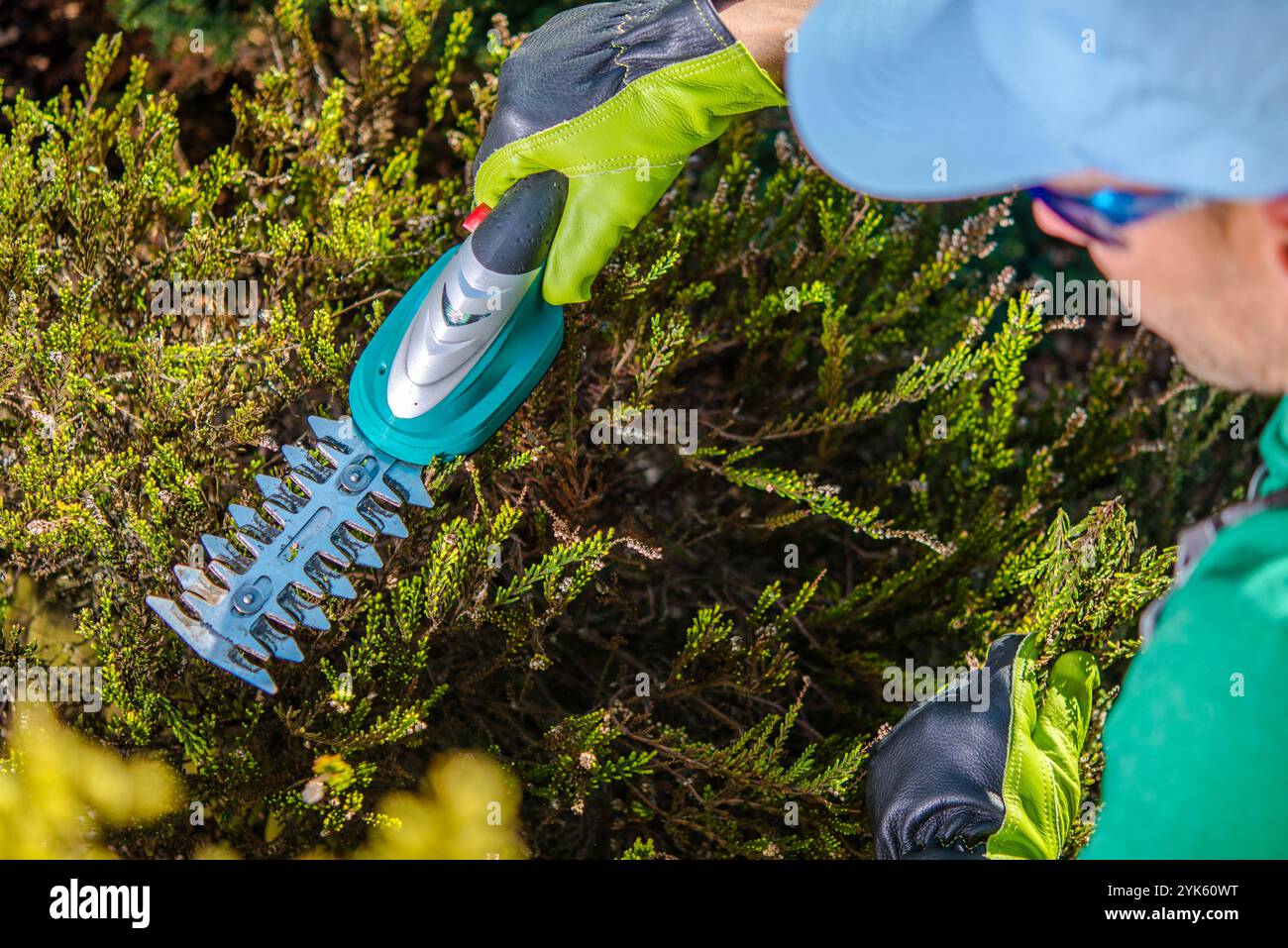 Un giardiniere rifinisce con cura le siepi con cesoie elettriche, garantendo un aspetto ordinato in un giardino ben tenuto sotto la luce del sole. Foto Stock