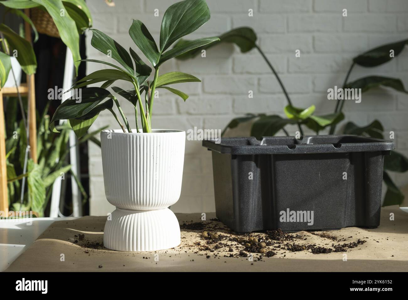 Repellendo una pianta di casa Philodendron Dragon Tail in una nuova pentola all'interno della casa. Cura per una pianta in vaso, mani primo piano Foto Stock