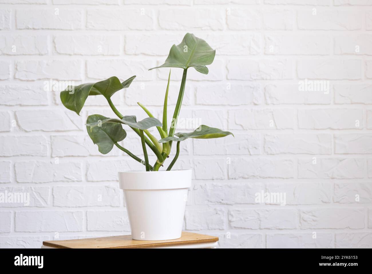 Germogli per la crescita della popolare pianta aroide philodendron in una pentola su uno stand all'interno sul muro di mattoni di whtite. Piante in vaso casa, arredamento verde casa, Foto Stock Germogli per la crescita della popolare pianta aroide philodendron in una pentola su uno stand all'interno sul muro di mattoni di whtite. Piante in vaso casa, arredamento verde casa, Foto Stock
